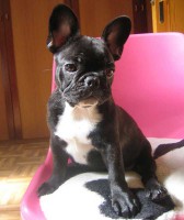 /album/fotogaleria/bulldog-frances-011-copia-copia-jpg/